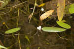 Threadleaf arrowhead